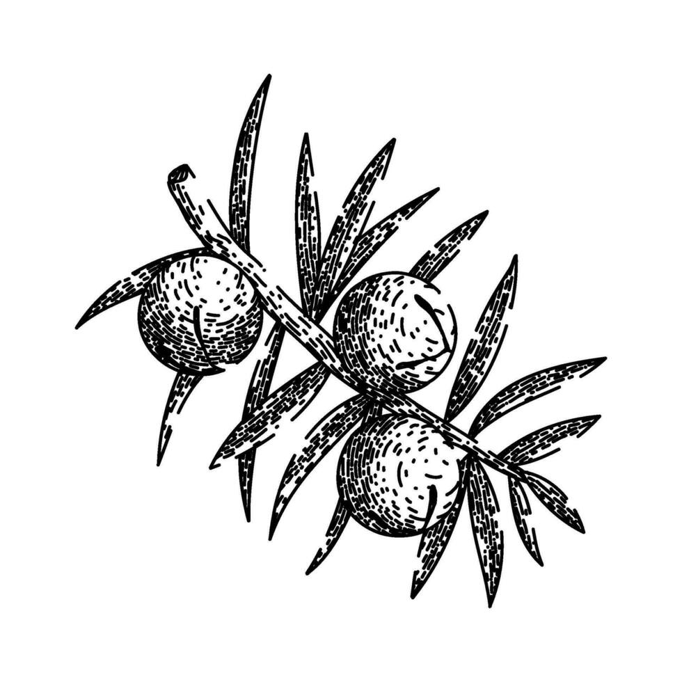 juniper berry branch sketch hand drawn vector
