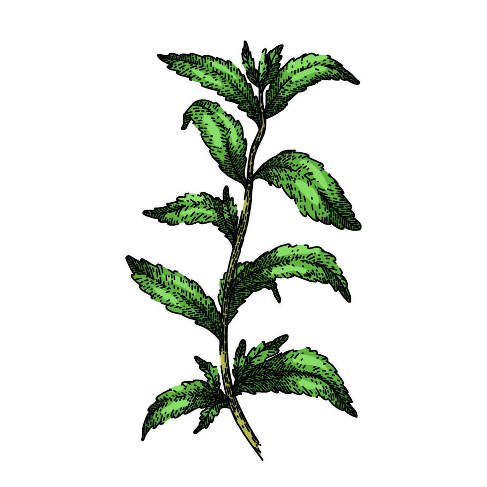 stevia planta hoja bosquejo mano dibujado vector