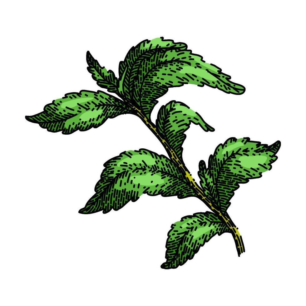 stevia leaf green sketch hand drawn vector