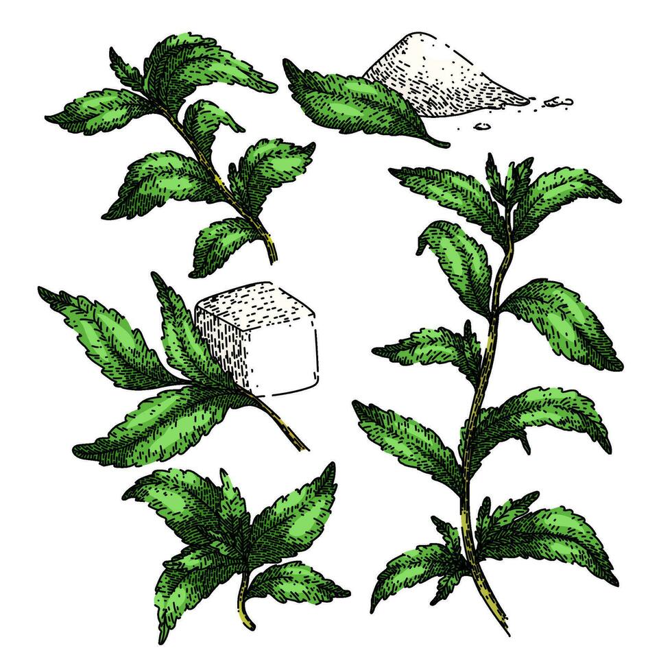 stevia plant leaf set sketch hand drawn vector