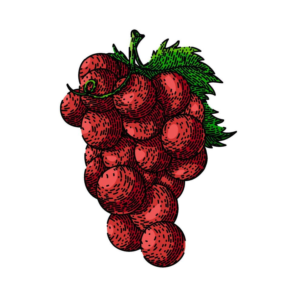 grape bunch red sketch hand drawn vector