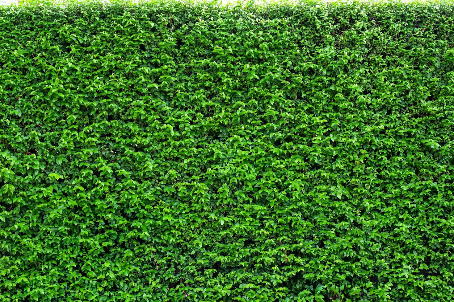 Korean banyan fence photo