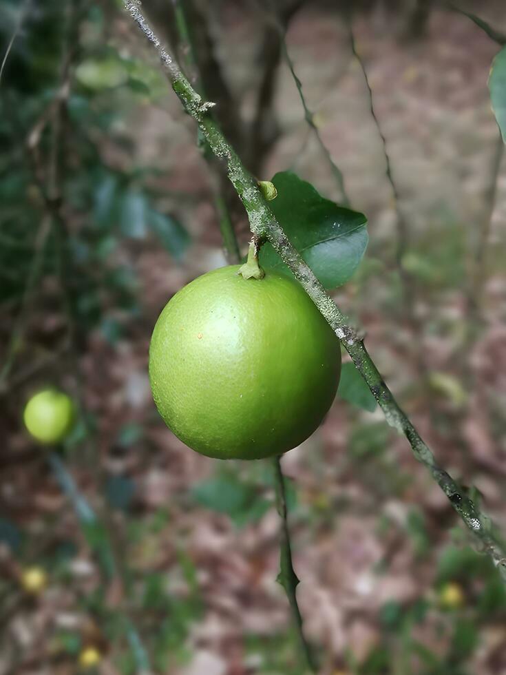 Lime on the tree in the garden. Lemon tree photo