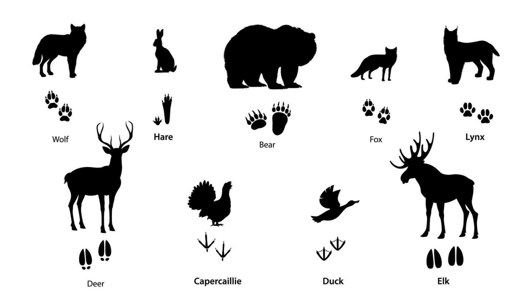 Forest animal and bird silhouettes with footprints vector