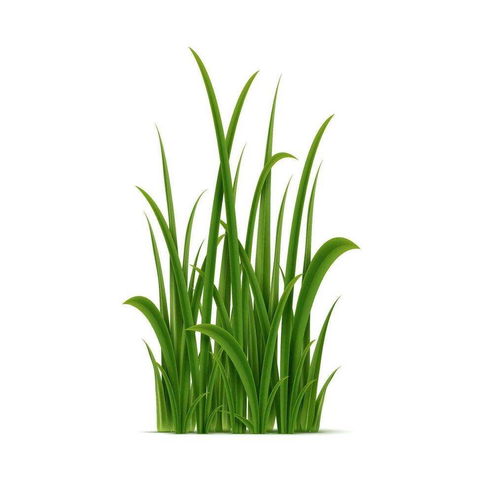 Realistic green grass cluster, perennial plant vector