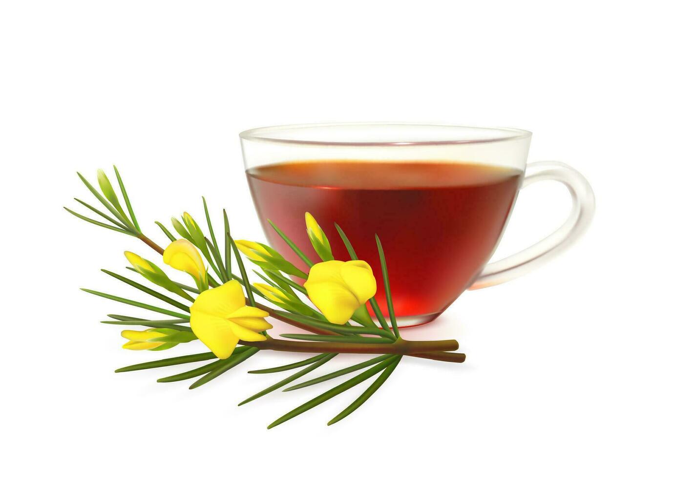 Rooibos herbal tea cup and redbush plant branch vector