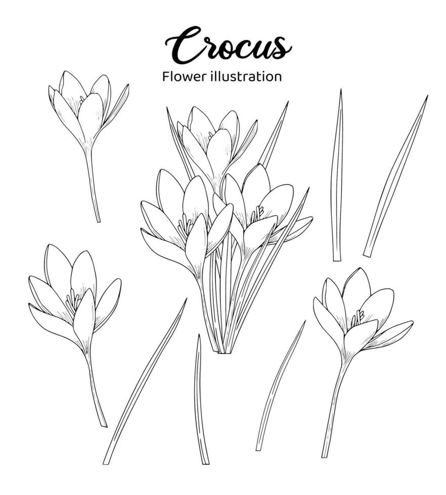 Crocus Flowers Coloring Book Hand Drawn Illustration vector