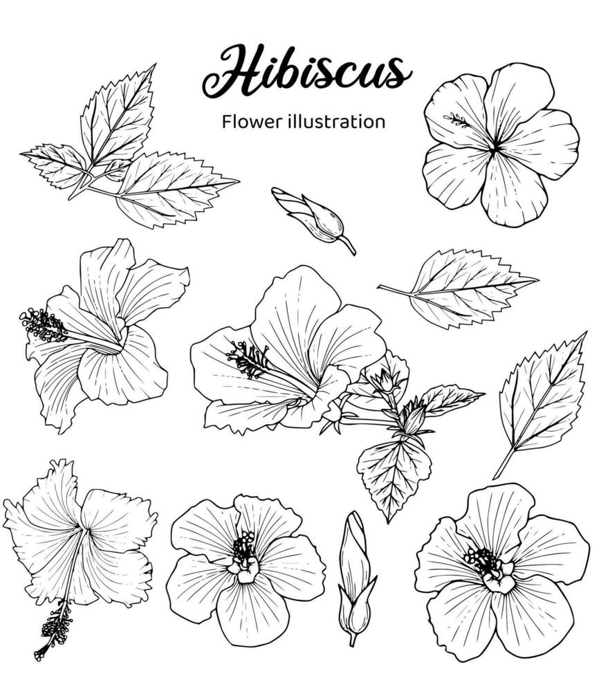 Flowers Coloring Book Hand Drawn Illustration vector