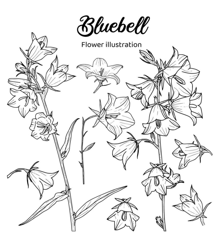 Bluebell Flowers Coloring Book Hand Drawn Illustration vector