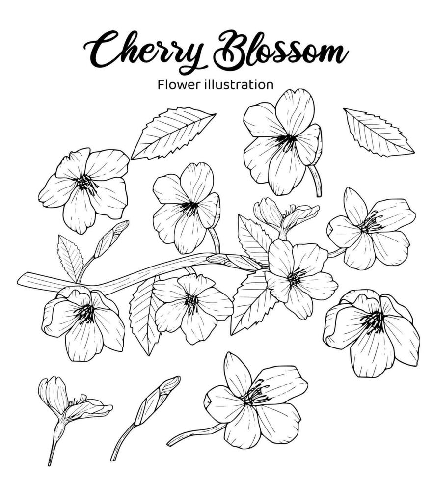 Cherry Blossom Flowers Coloring Book Hand Drawn Illustration vector