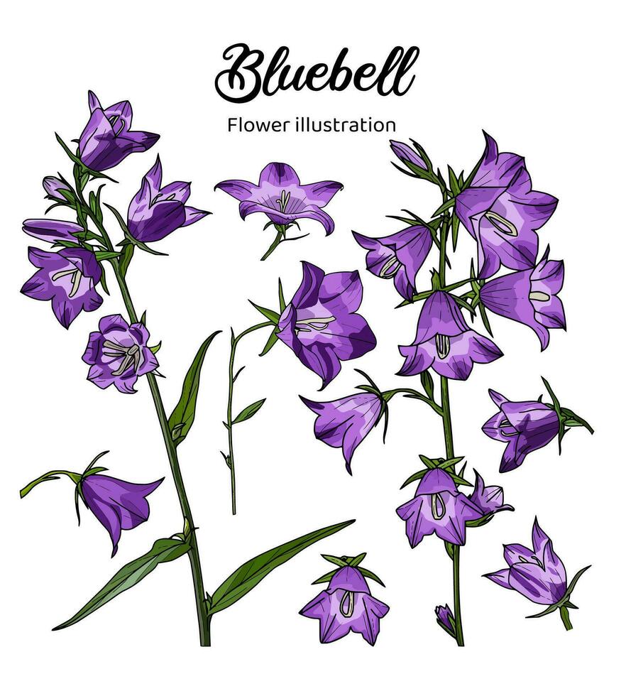 Flowers Coloring Book Hand Drawn Illustration vector
