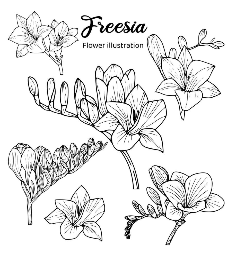 Flowers Coloring Book Hand Drawn Illustration vector