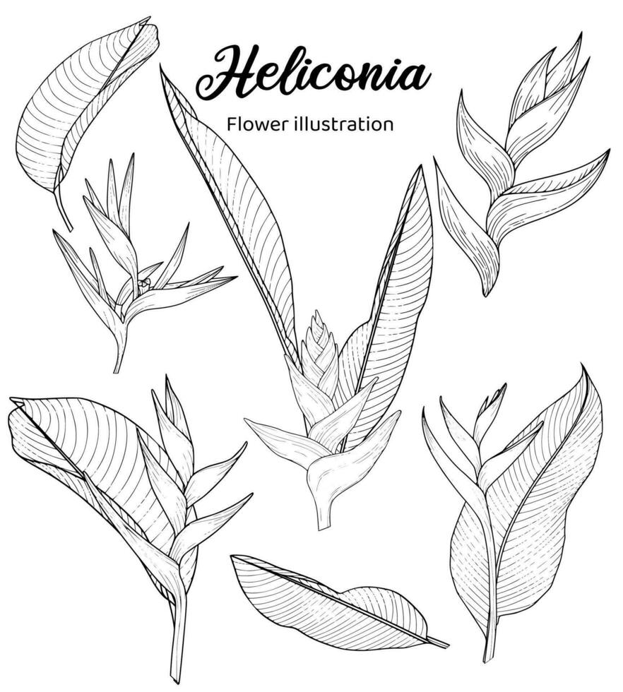 Heliconia Flowers Coloring Book Hand Drawn Illustration vector