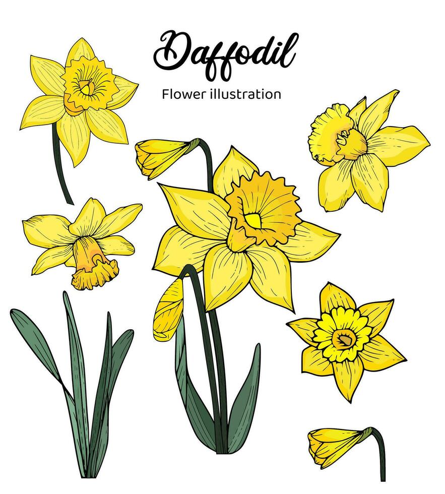 Daffodil Flowers Coloring Book Hand Drawn Illustration vector