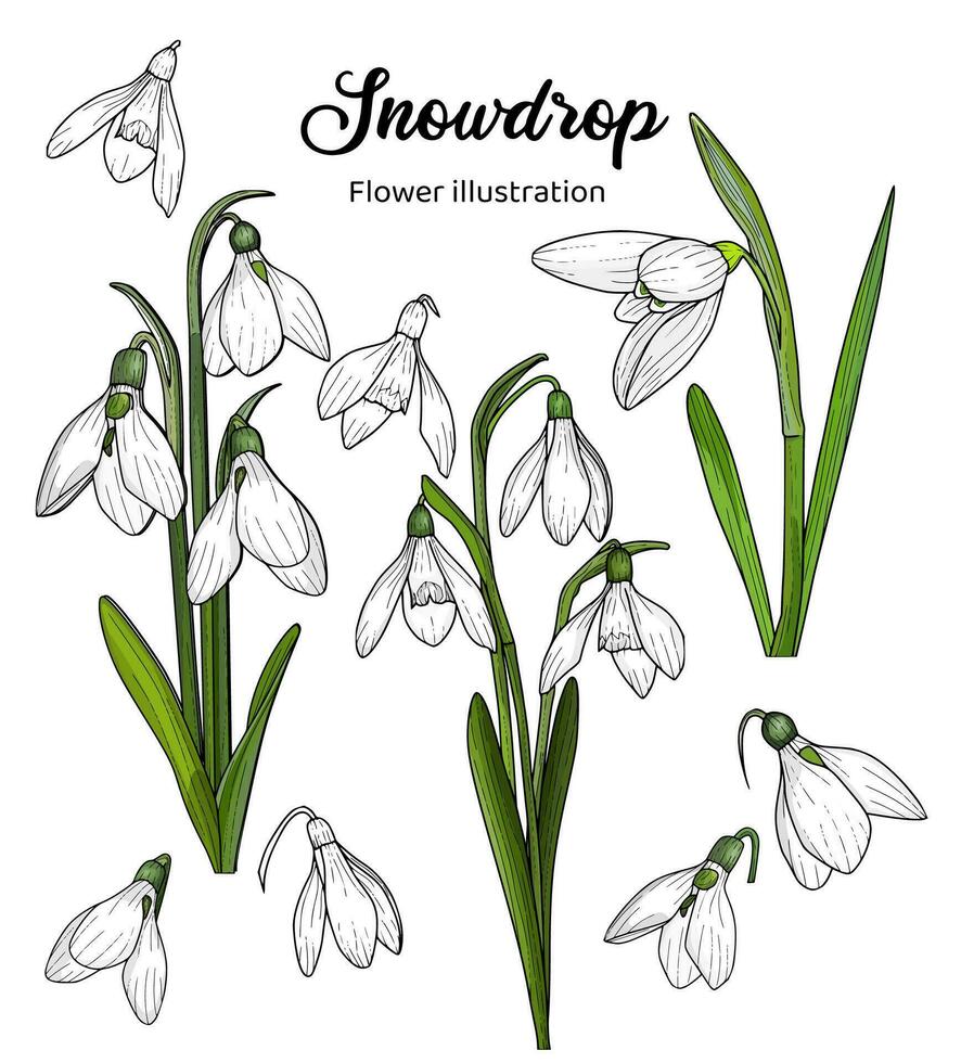 Flowers Coloring Book Hand Drawn Illustration vector