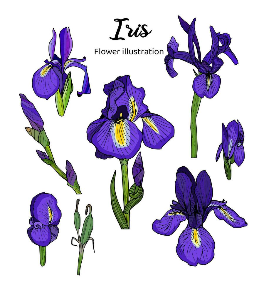 Flowers Coloring Book Hand Drawn Illustration vector