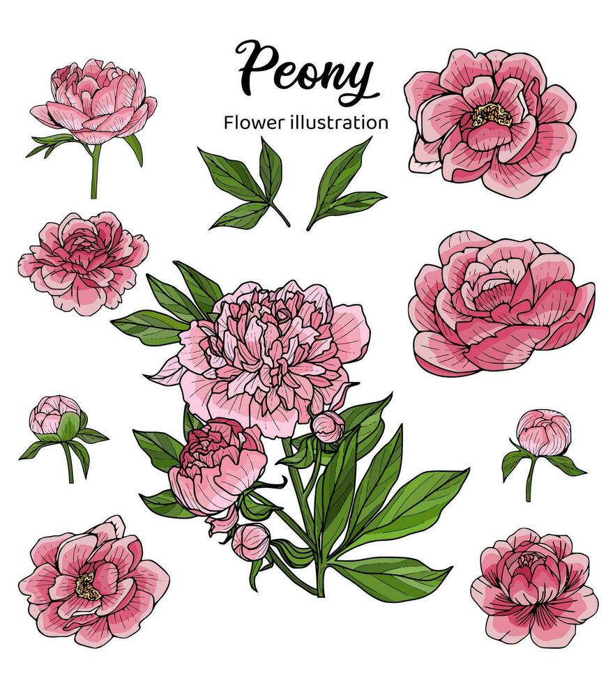 Flowers Coloring Book Hand Drawn Illustration vector