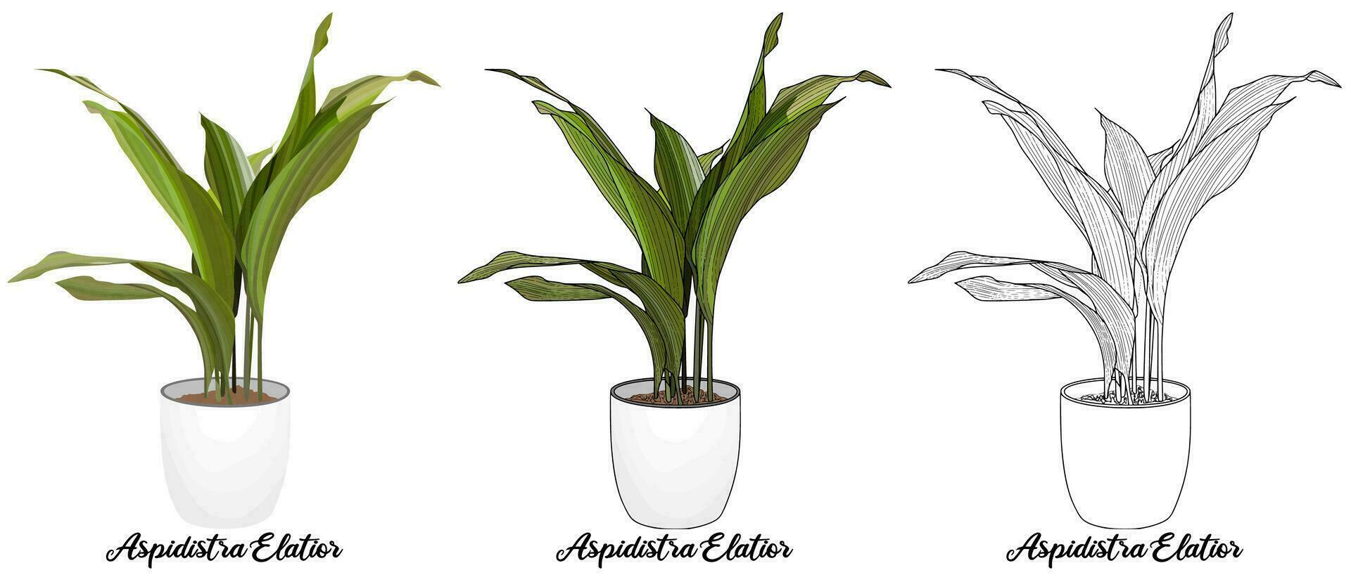 House Plant Coloring Book Hand Drawn Illustration vector