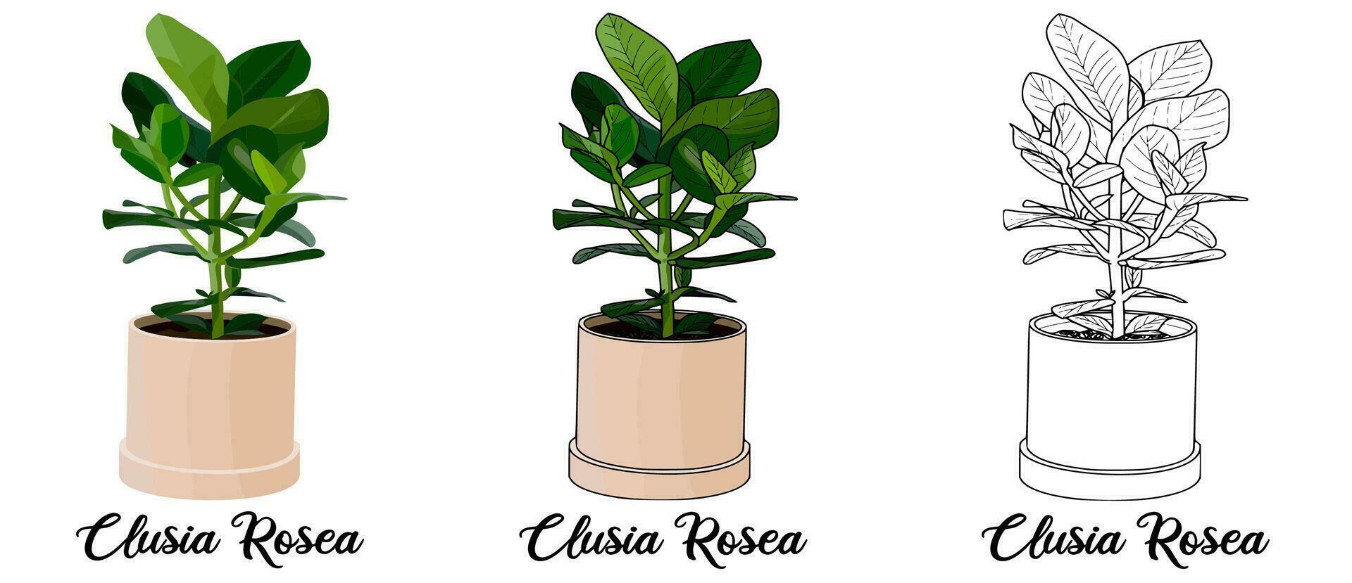 House Plant Coloring Book Hand Drawn Illustration vector