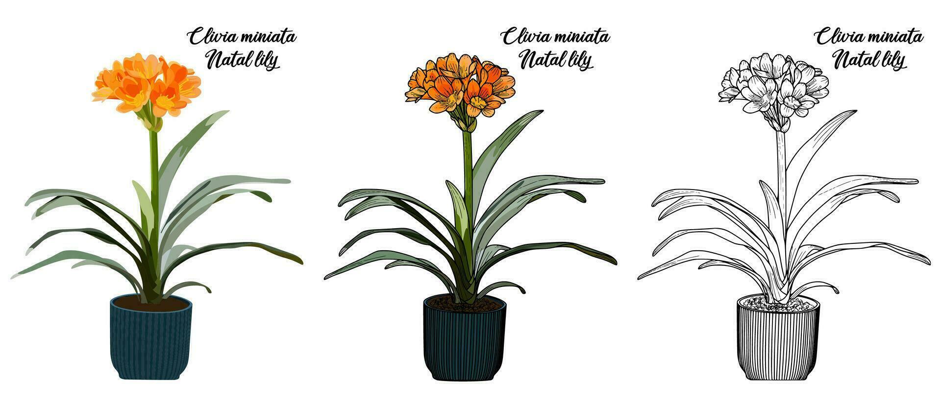 House Plant Coloring Book Hand Drawn Illustration vector