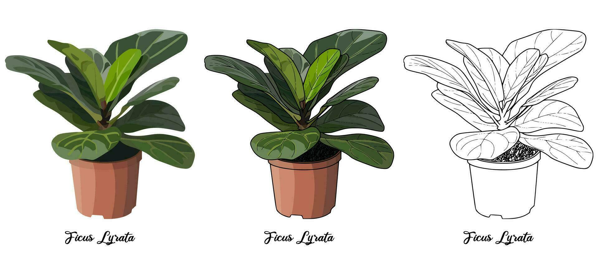 House Plant Coloring Book Hand Drawn Illustration vector
