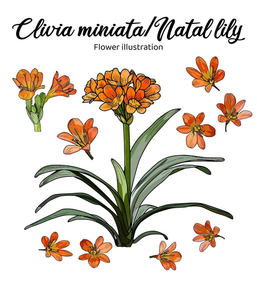 Flowers Coloring Book Hand Drawn Illustration vector