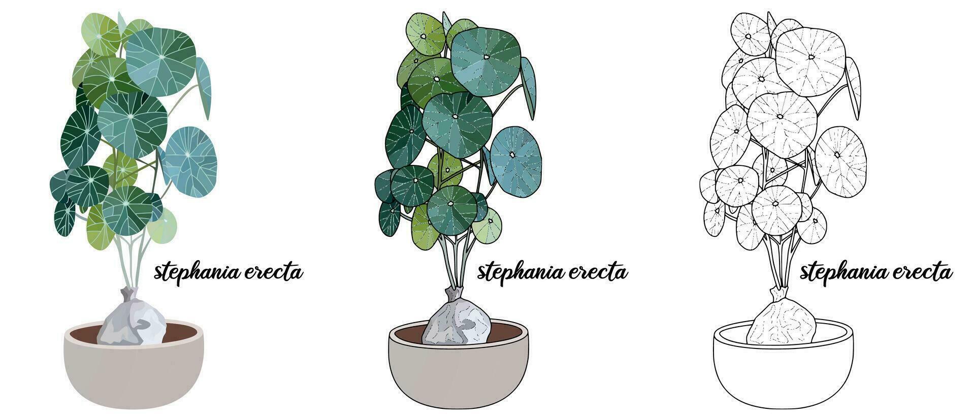 House plant coloring book hand drawn illustration vector