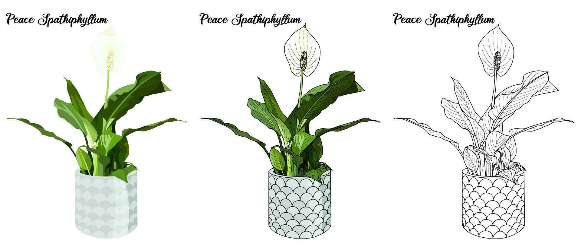 House plant coloring book hand drawn illustration vector