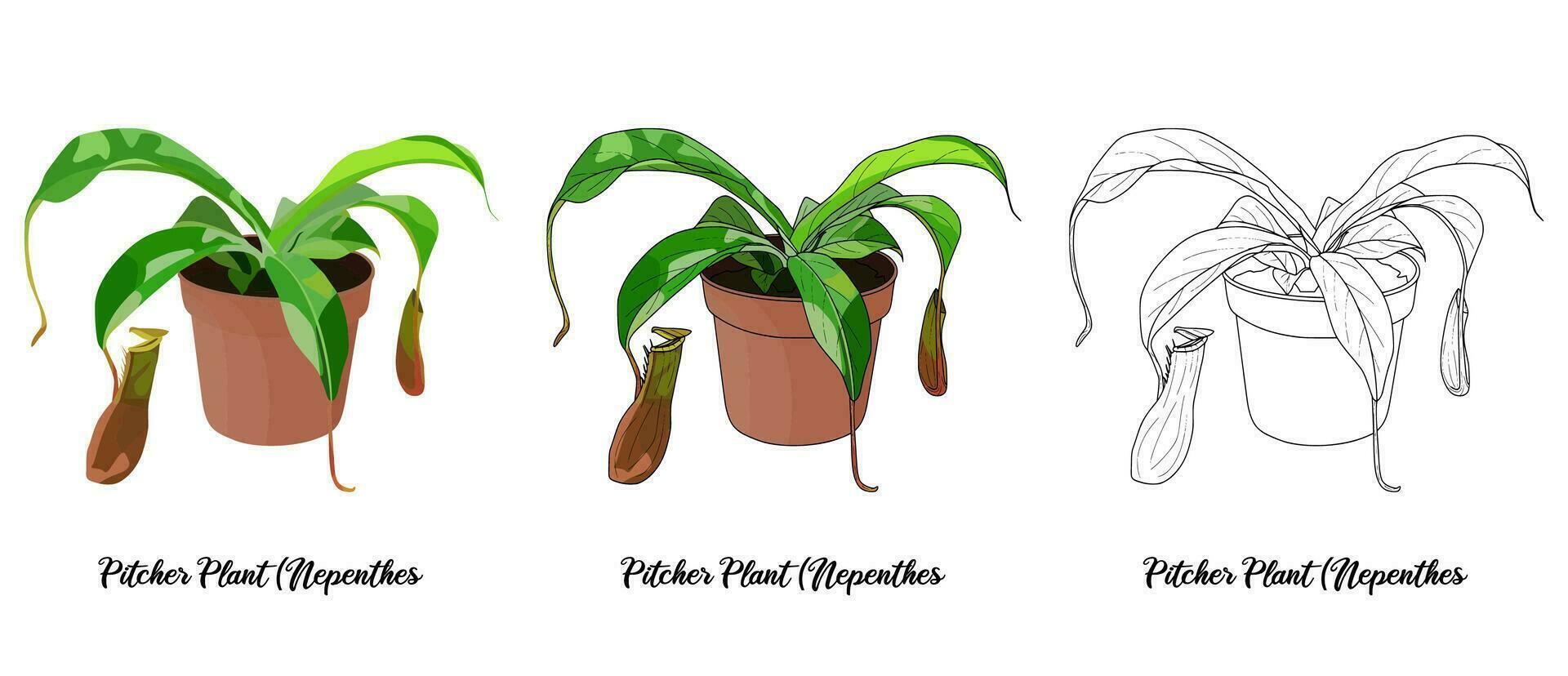 House plant coloring book hand drawn illustration vector