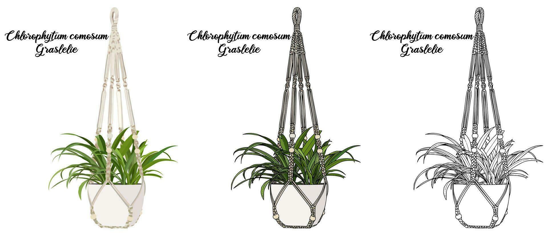 House plant coloring book hand drawn illustration vector