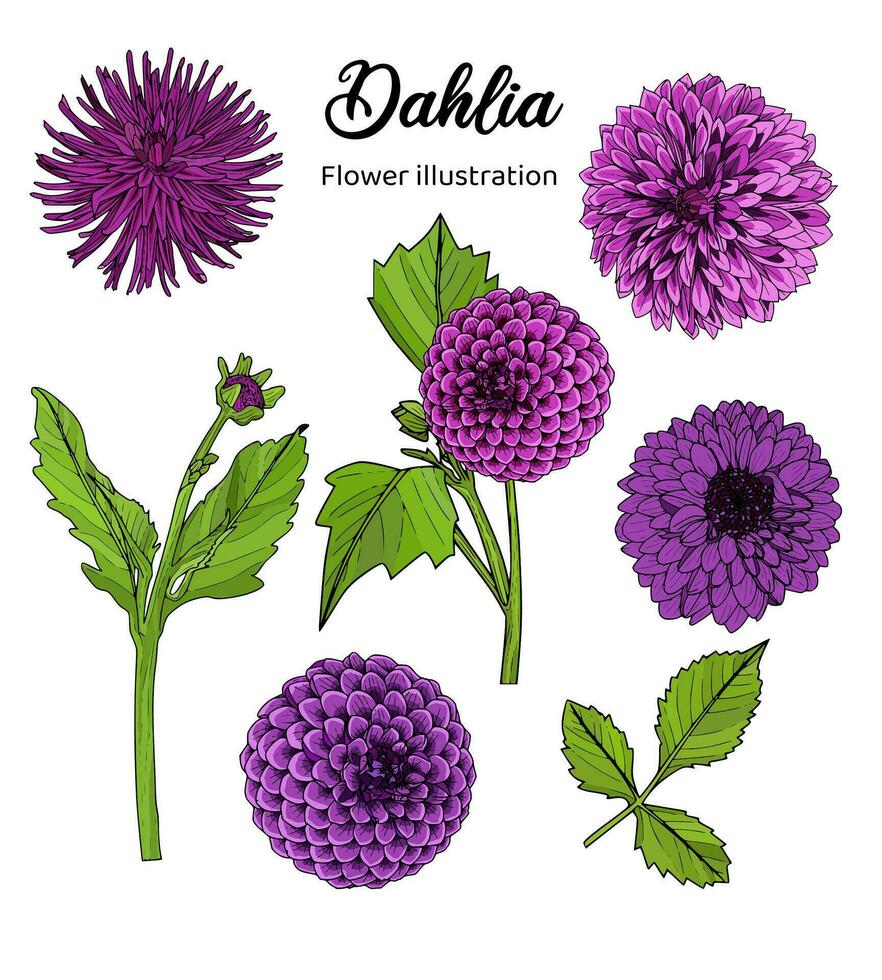 Flowers Coloring Book Hand Drawn Illustration vector