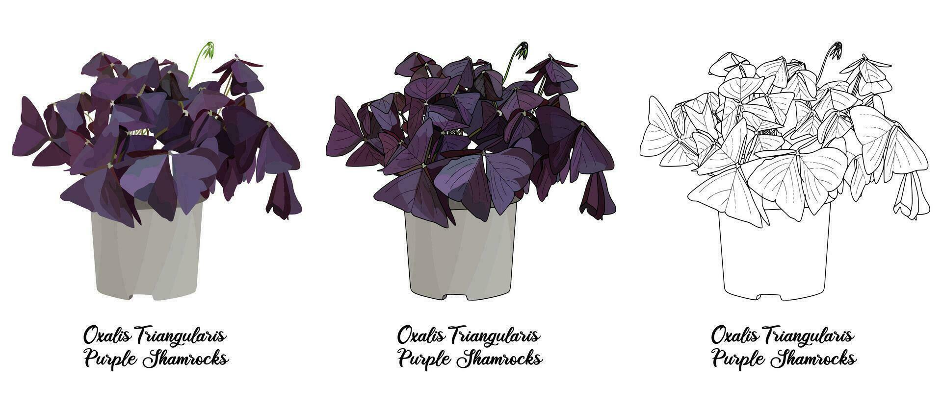 House plant coloring book hand drawn illustration vector
