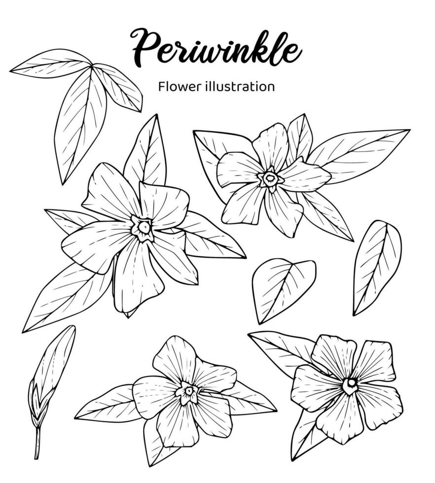 Periwinkle Flowers Coloring Book Hand Drawn Illustration vector