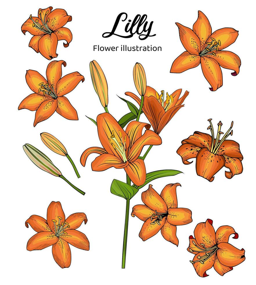 Flowers Coloring Book Hand Drawn Illustration vector