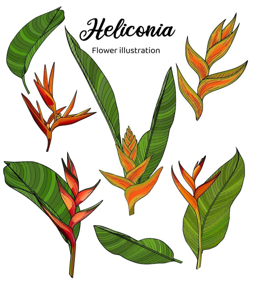 Heliconia Flowers Coloring Book Hand Drawn Illustration vector