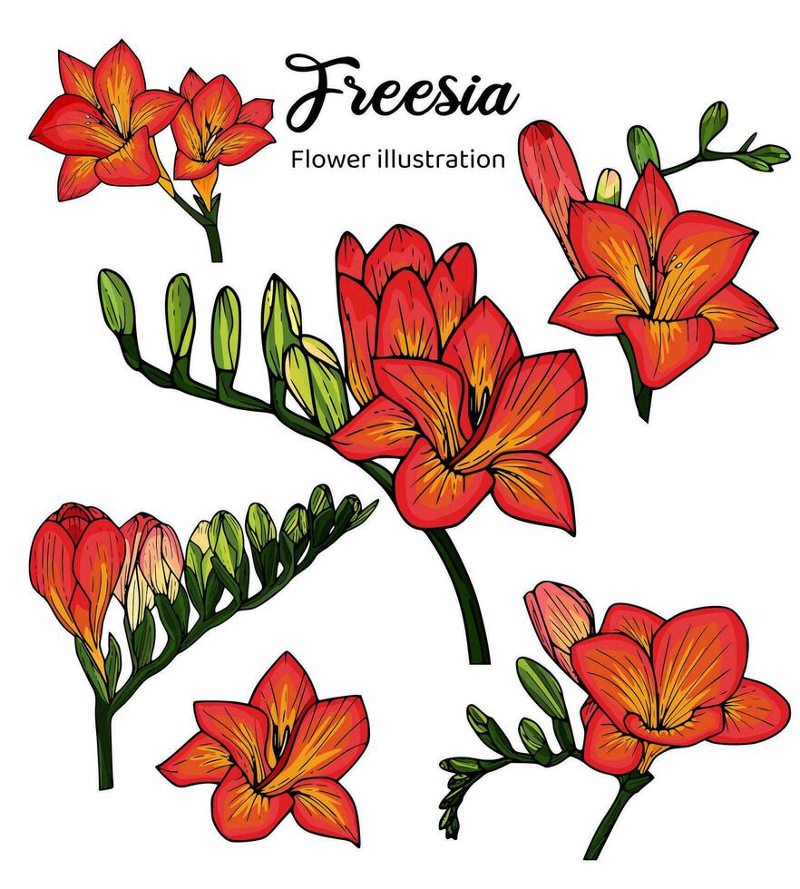 fresia flores colorante libro mano dibujado ilustración vector