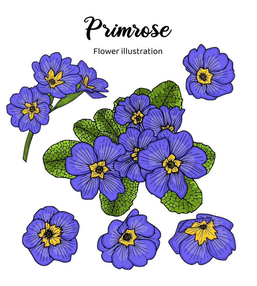 Primrose Flowers Coloring Book Hand Drawn Illustration vector