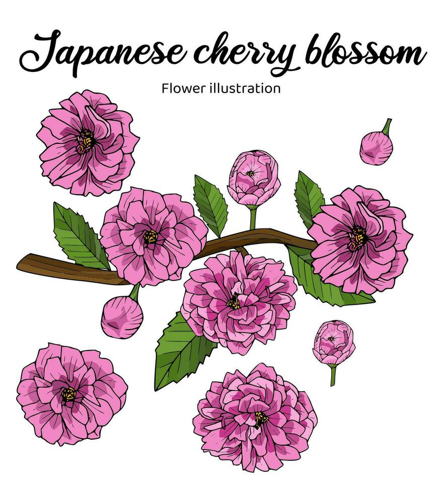 Japanese Cherry Blossom Flowers Coloring Book Hand Drawn Illustration vector