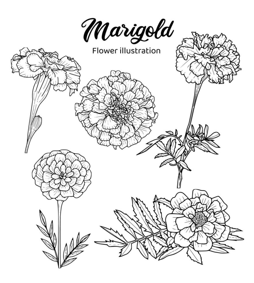 Marigold Flowers Coloring Book Hand Drawn Illustration vector