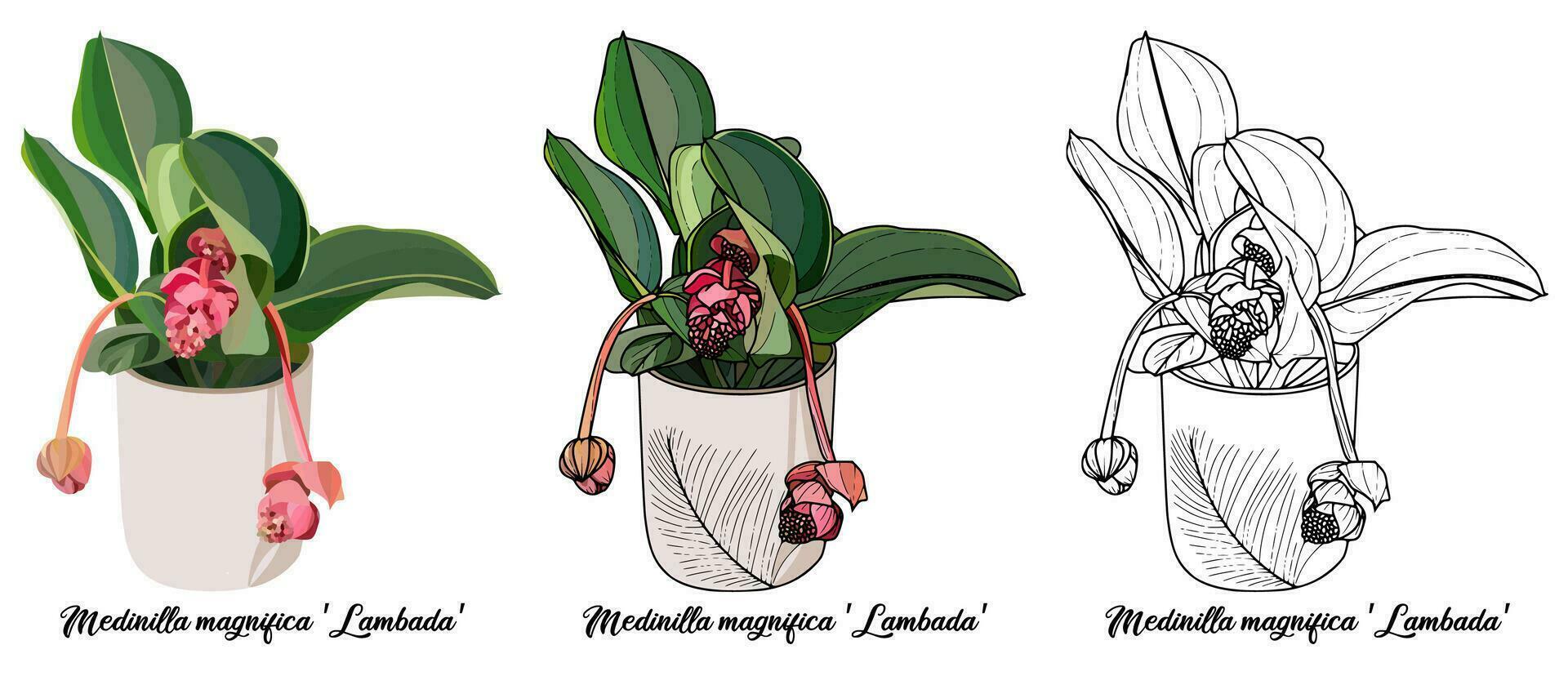 House plant coloring book hand drawn illustration vector