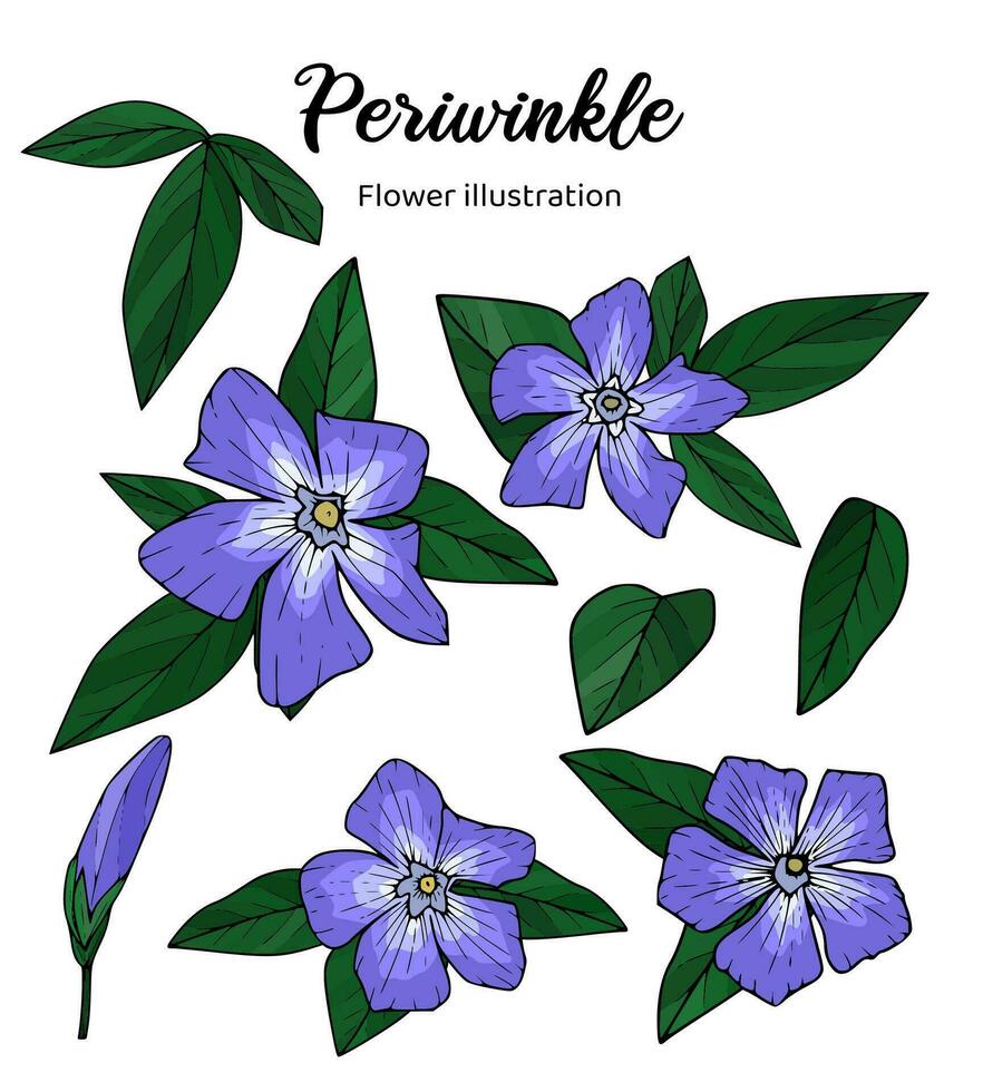 Periwinkle Flowers Coloring Book Hand Drawn Illustration vector