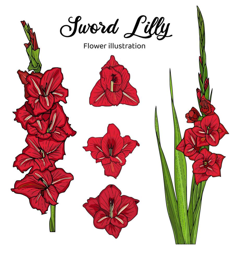 Sword Lilly Flowers Coloring Book Hand Drawn Illustration vector