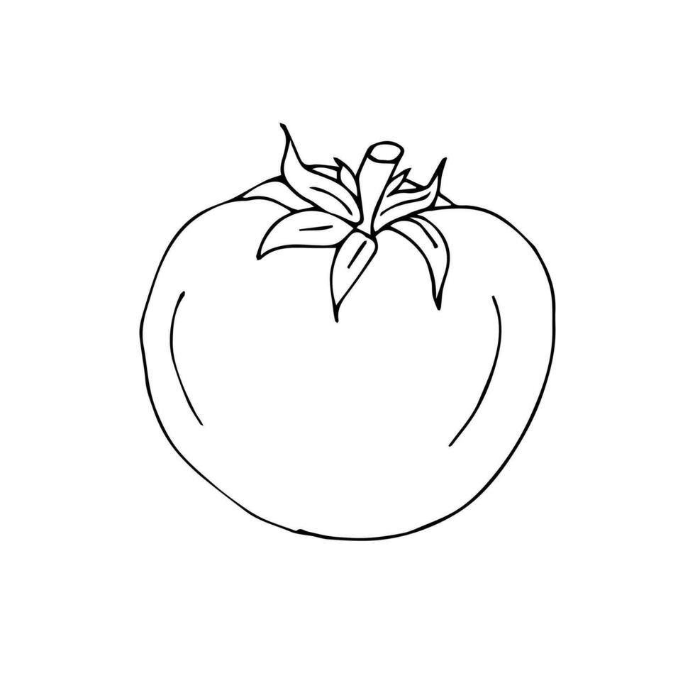 Vector hand drawn tomato isolated on white background