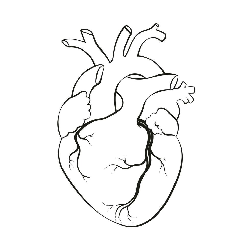 Human heart. Anatomical realistic line art, vector illustration