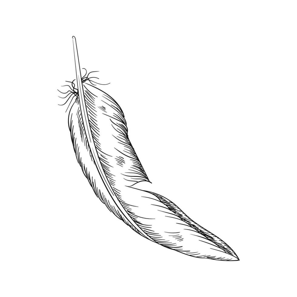 Bird feather vector illustration. Hand drawn feather illustration. Bird plumage sketch. Writing pen. Vector Boho element. Old bird feathering silhouette. Black and white plumage element