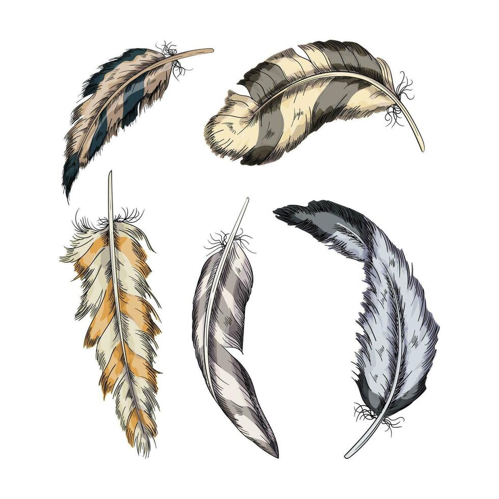 Collection of the feathers .Handmade work.Vector illustration isolated on white background vector