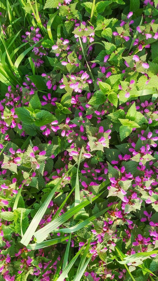 rosado flores de manchado ortiga lamio mácula medicinal plantas en el jardín. púrpura floración plantas reunir en un verano día. vertical marco. foto