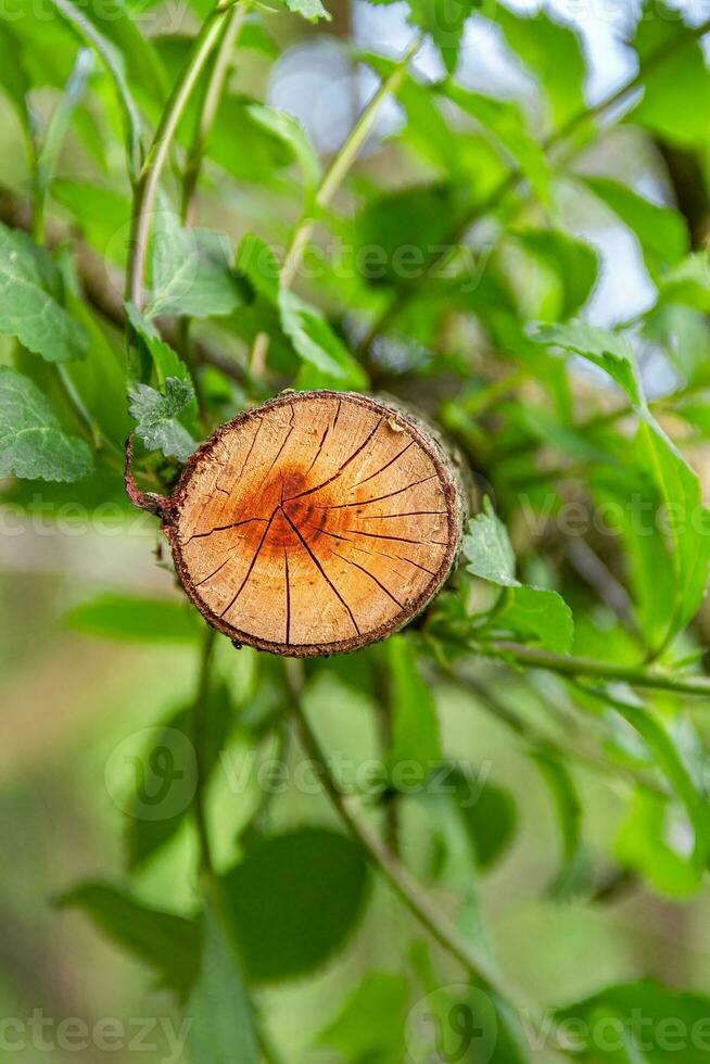 Cross section of a tree and green leaves. Stem cut. The texture of the tree in the cracks. Top view, daylight. The concept of protecting the environment and green spaces. photo