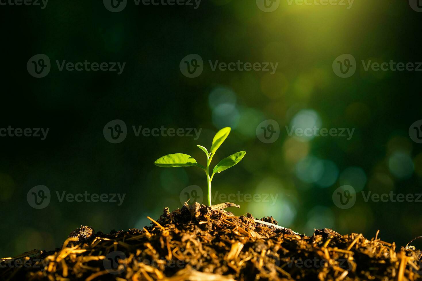 Plant,Seedlings grow in soil with sun light. Planting trees to reduce global warming. photo