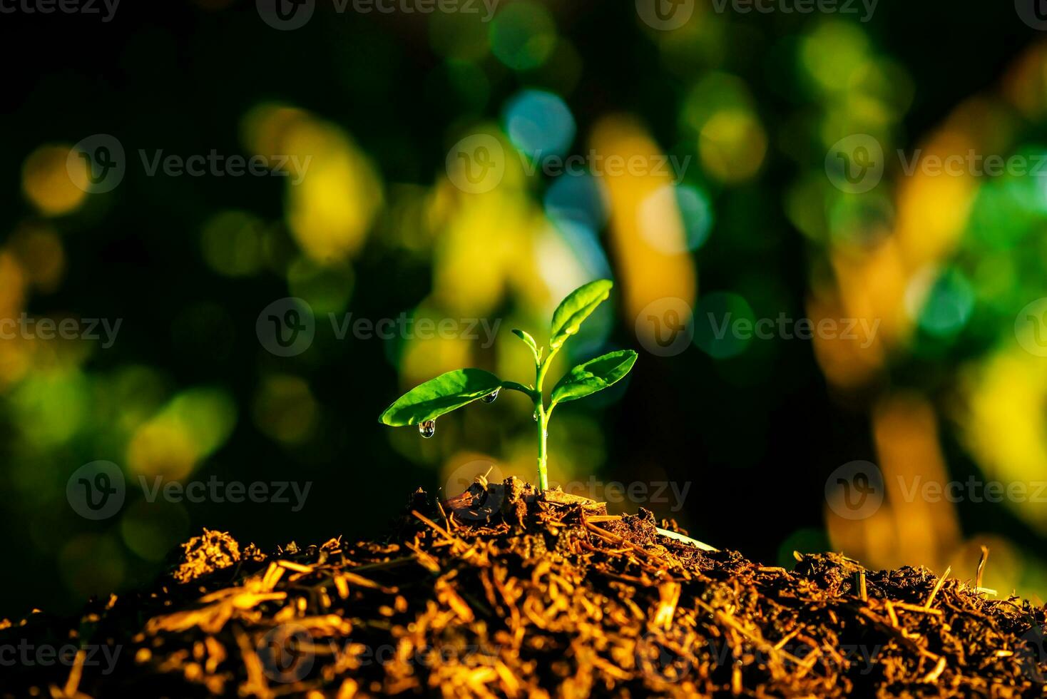 Seedling are growing in the soil with backdrop of the sunlight. Planting trees to reduce global warming. photo